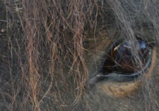  Pasión por los caballos 